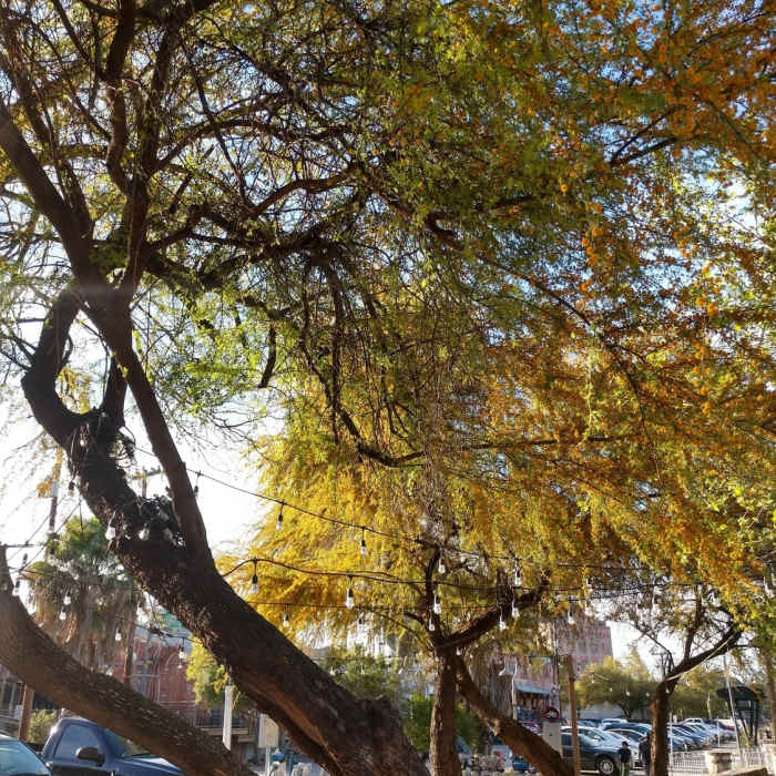 Near San Antonio Riverwalk (Mission Trail)