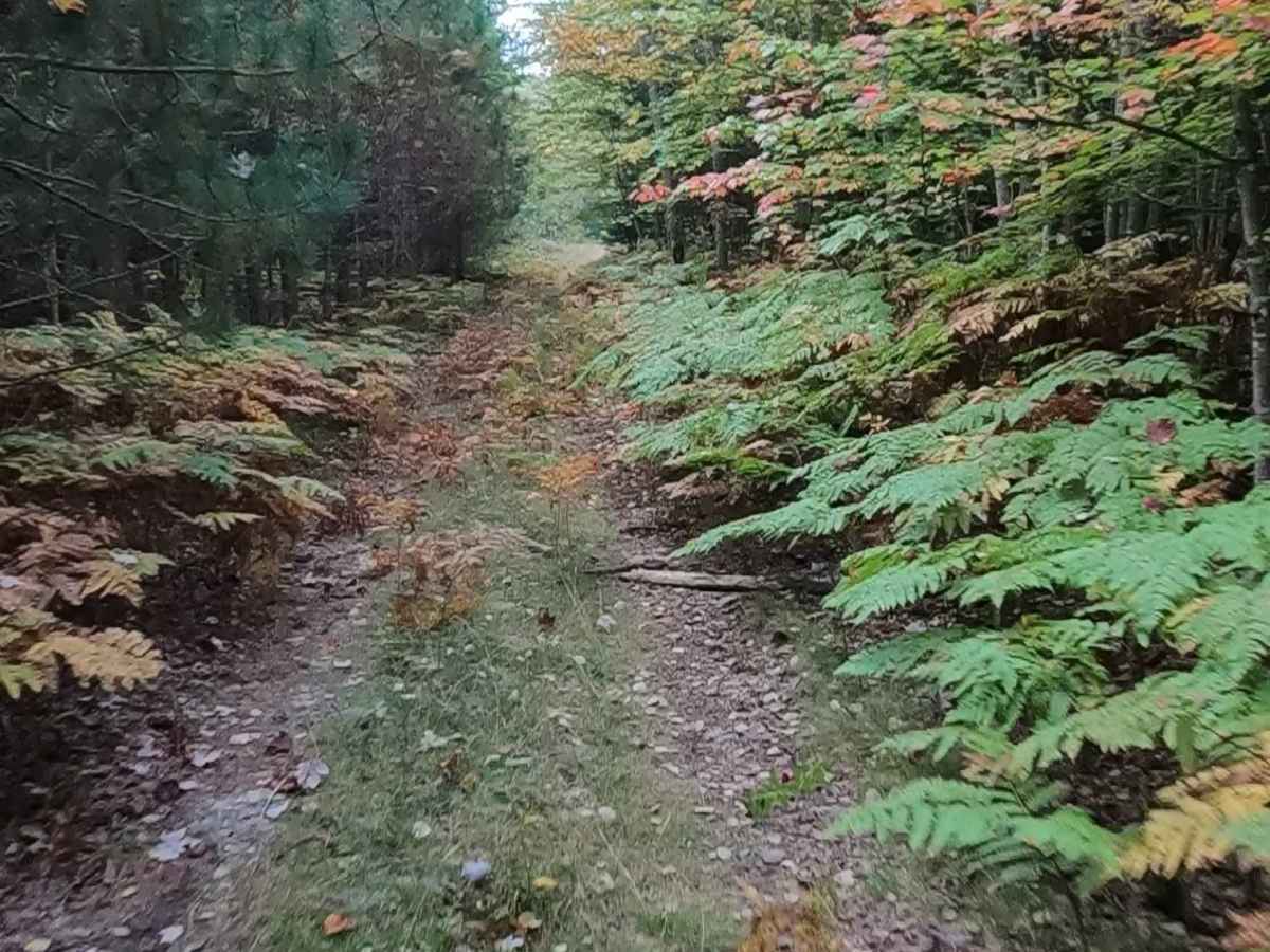 Strickler Truck Road - Grouse Loop trail photo