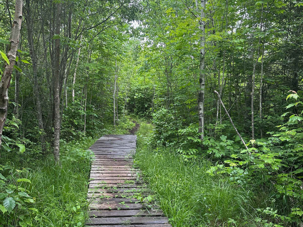 Alger Grade - Trail 7 photo 3