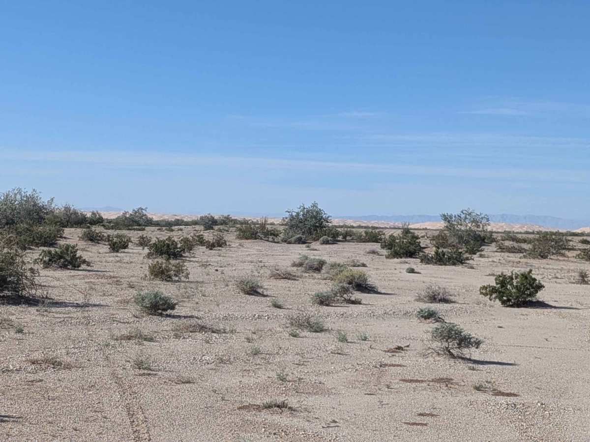 BLM 771 photo 3
