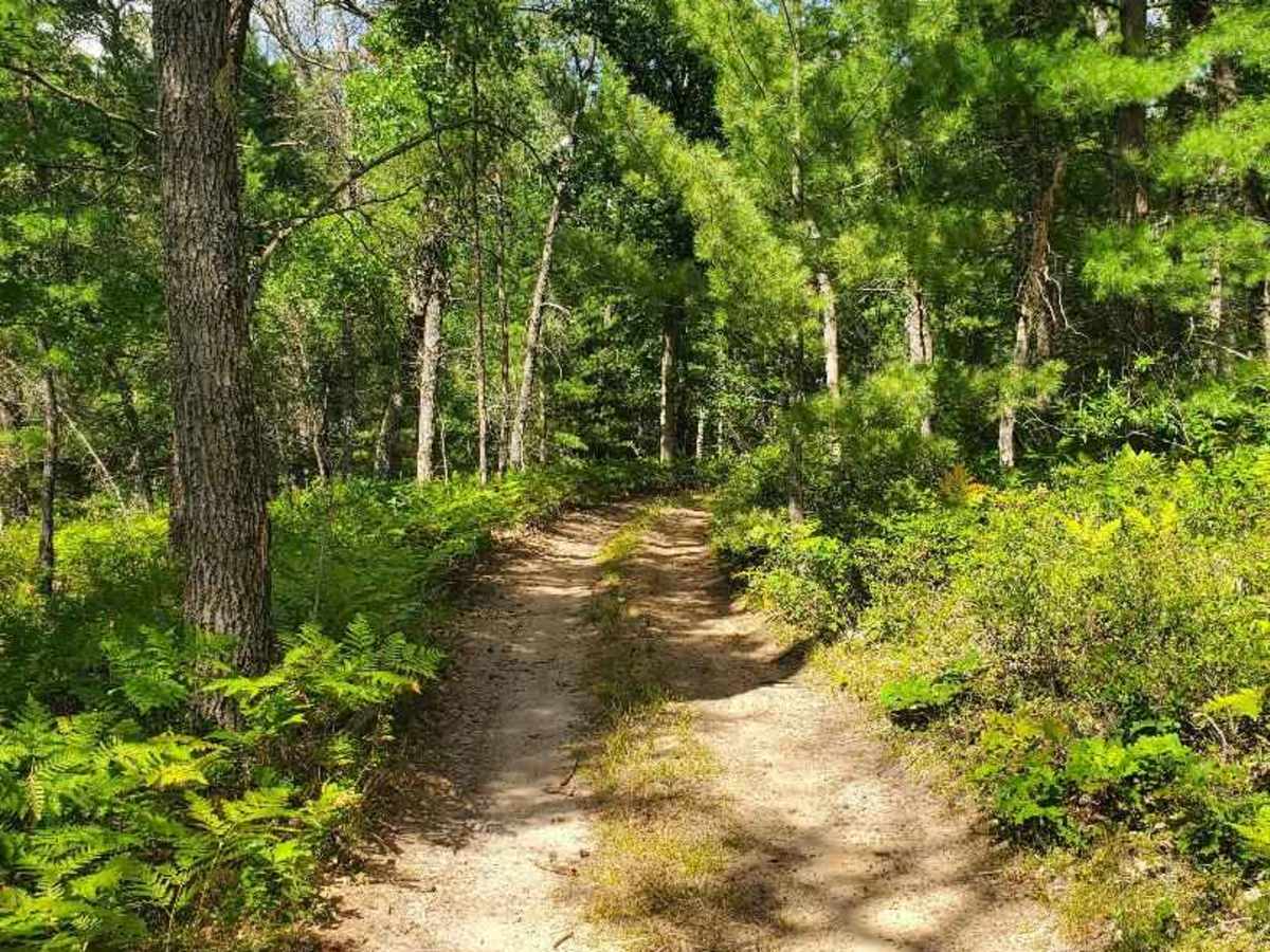 Inner Dogman Trail photo 5