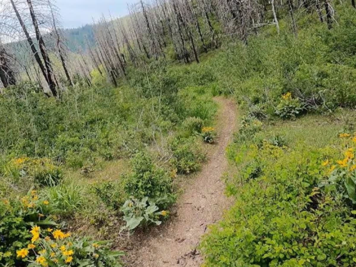 Green Creek Trail photo 5