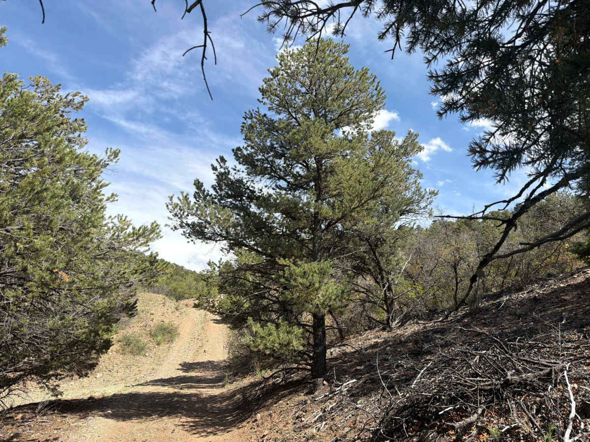 BLM 6161A trail photo