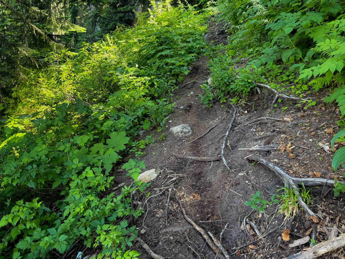 Big Creek Trail 252 photo 4