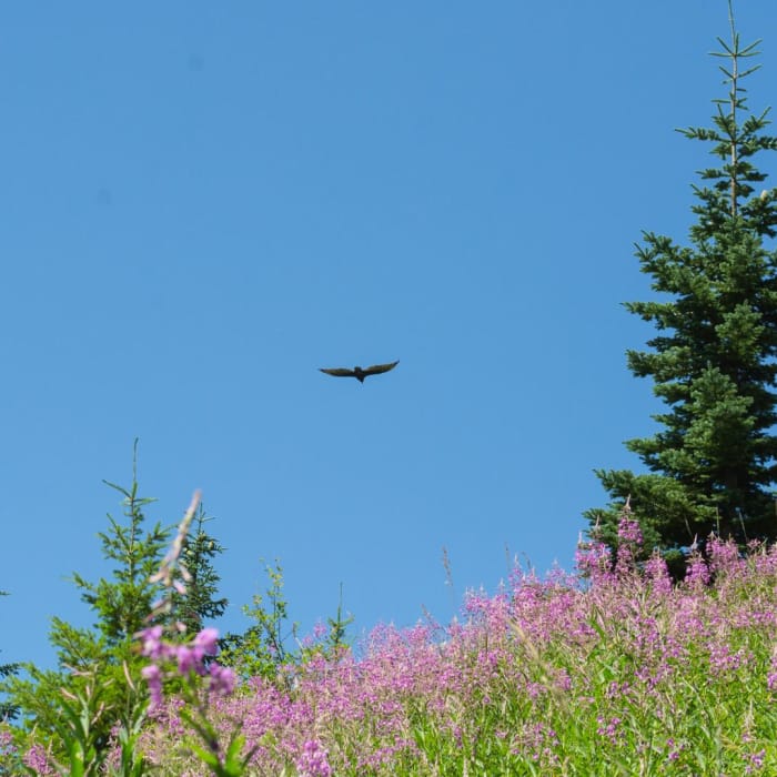 Near Coffin Lookout Trail