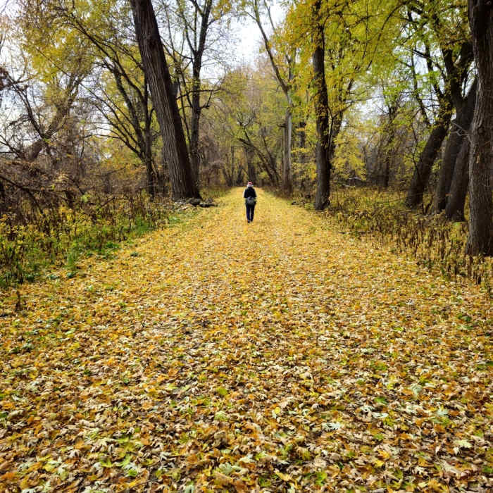 On the Long Meadow Lake Trail in late fall. Near Long Meadow Lake Trail