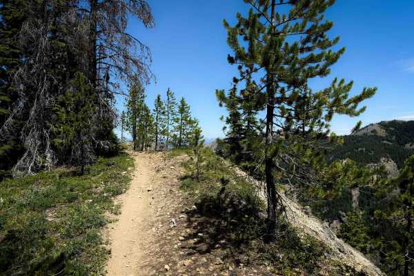 Blazed Ridge - FS 1333