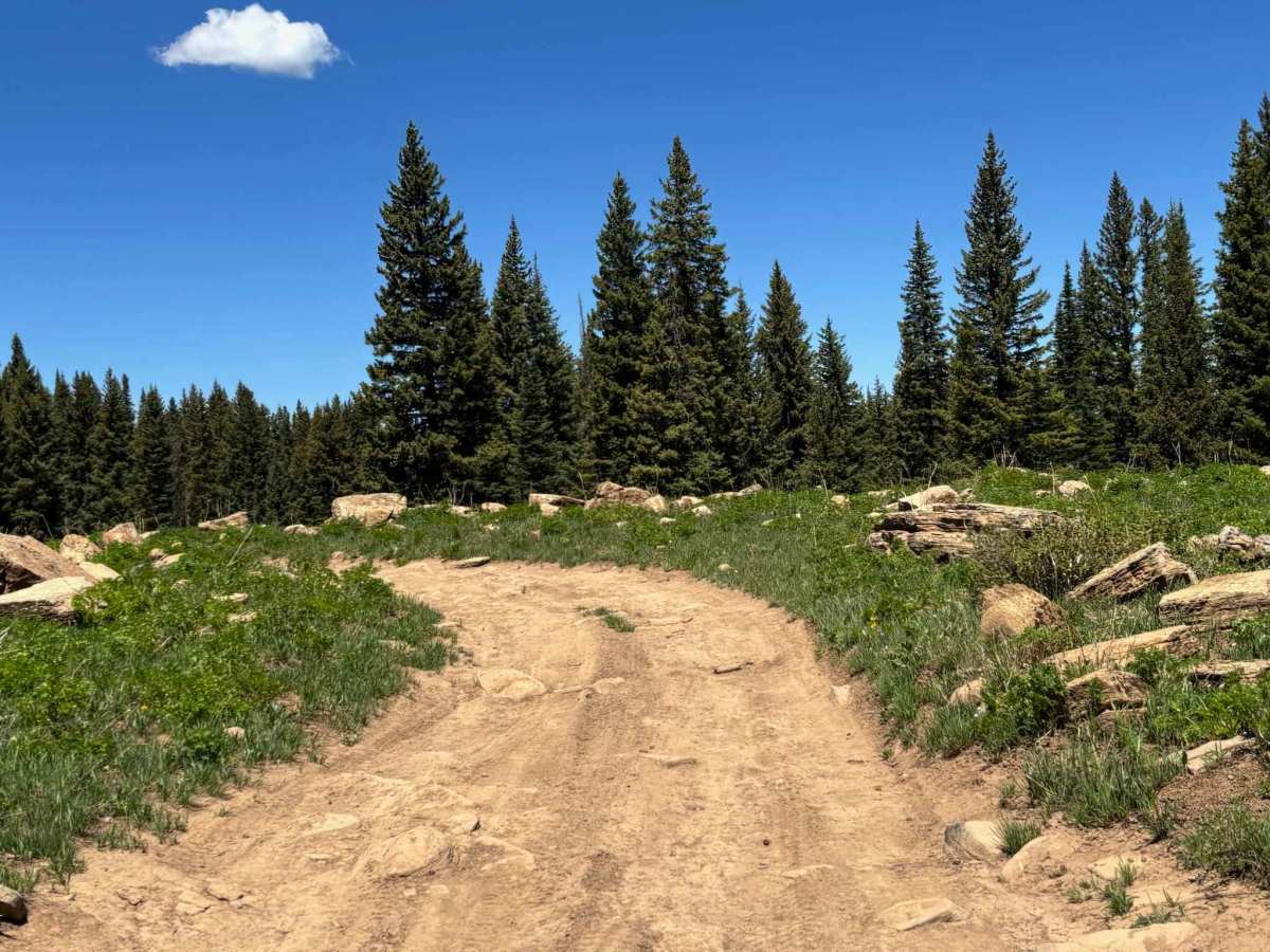 Cattle Guard Road photo 6