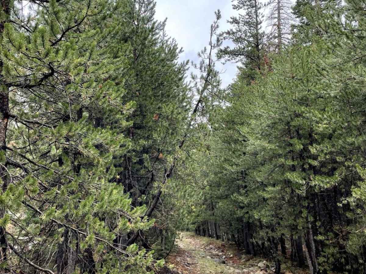 Pine Tunnel trail photo