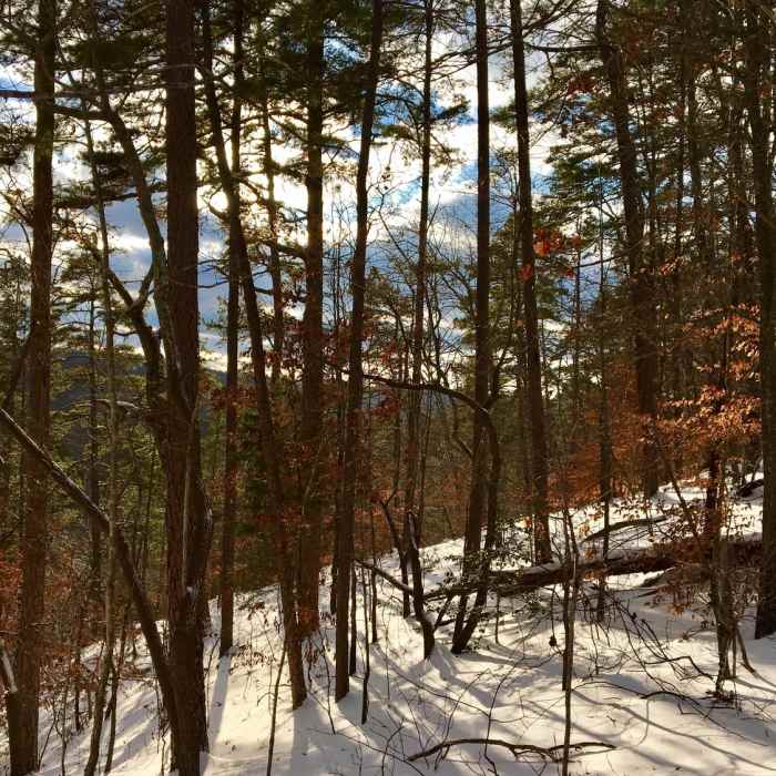 Near Korstian Foot Trail Loop