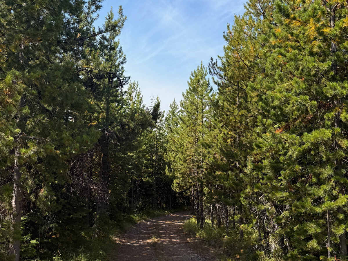 Yahk Pass Spur photo 4