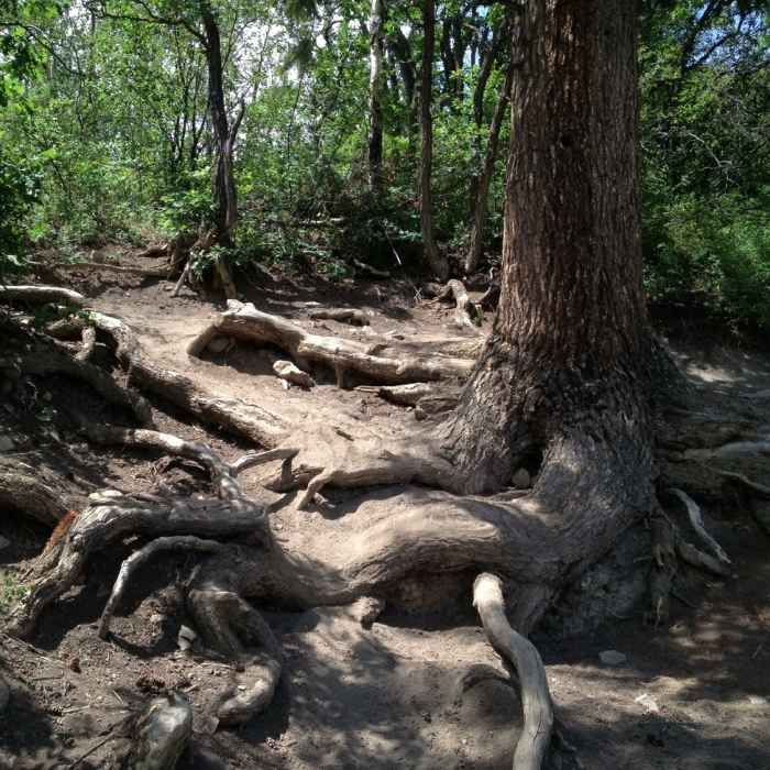 Some nice root step-ups to deal with on Government. Near Government Trail
