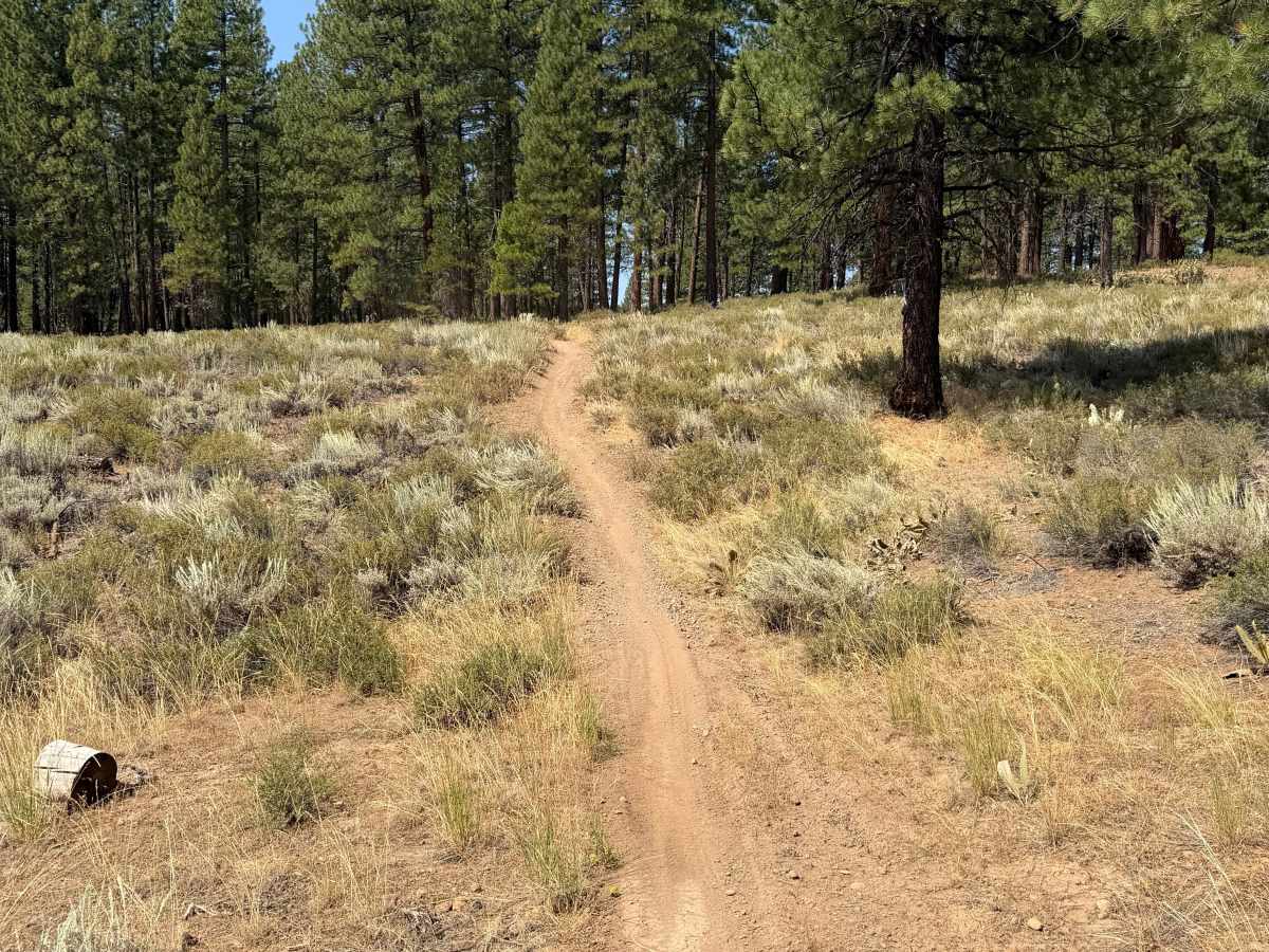 #45 trail photo