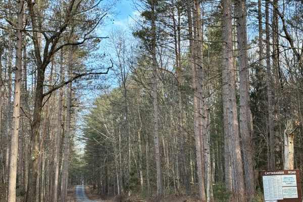 Cattaraugus Road