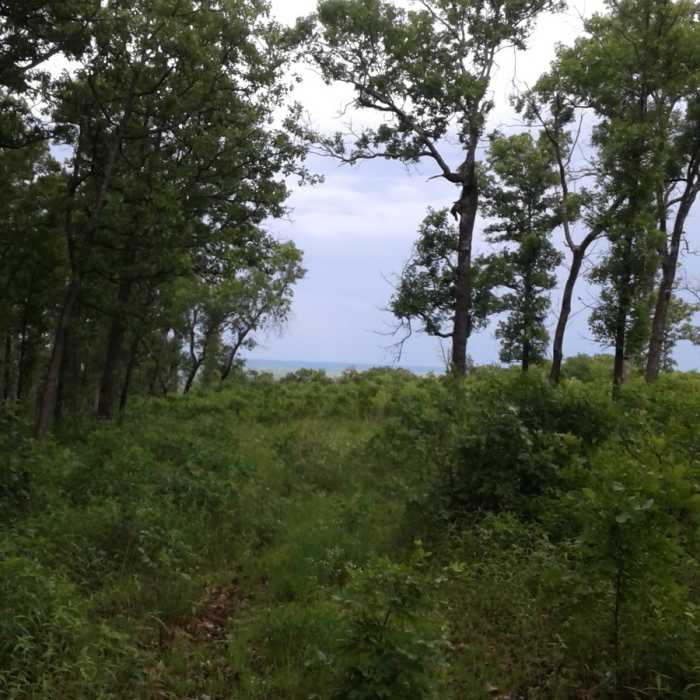 Near Ozark Trail: Current River Section