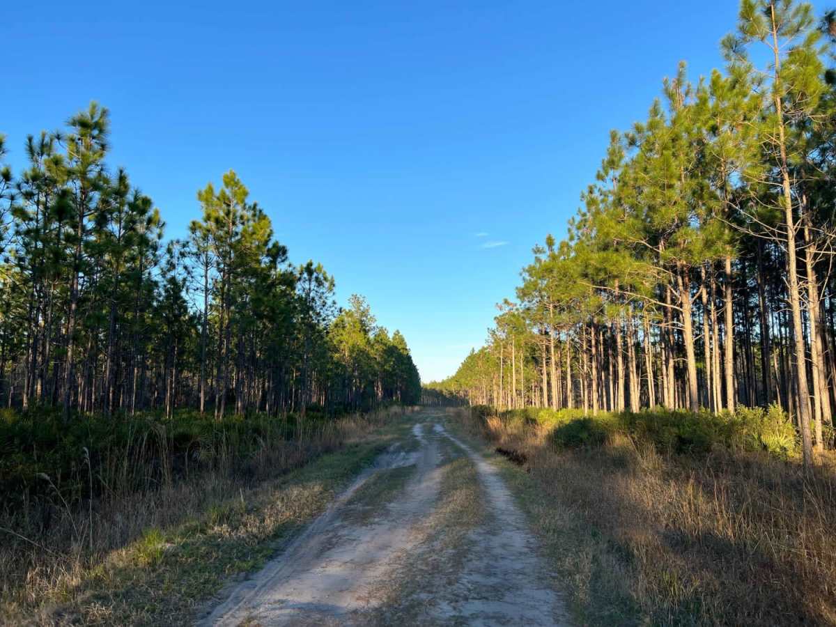 Danny Hole at Tiger Bay State Forest photo 4