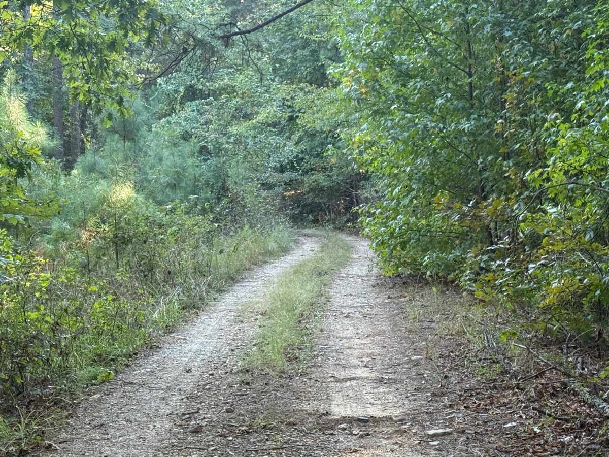 Bolan Creek photo 5