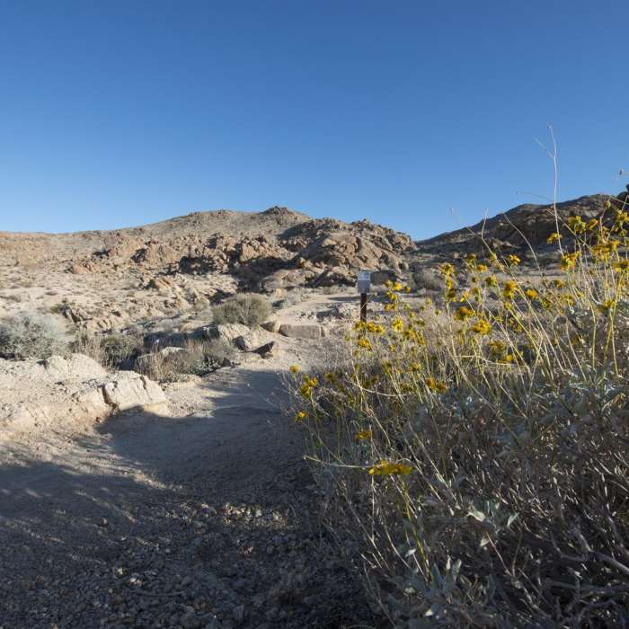 Near Fortynine Palms Oasis Trail