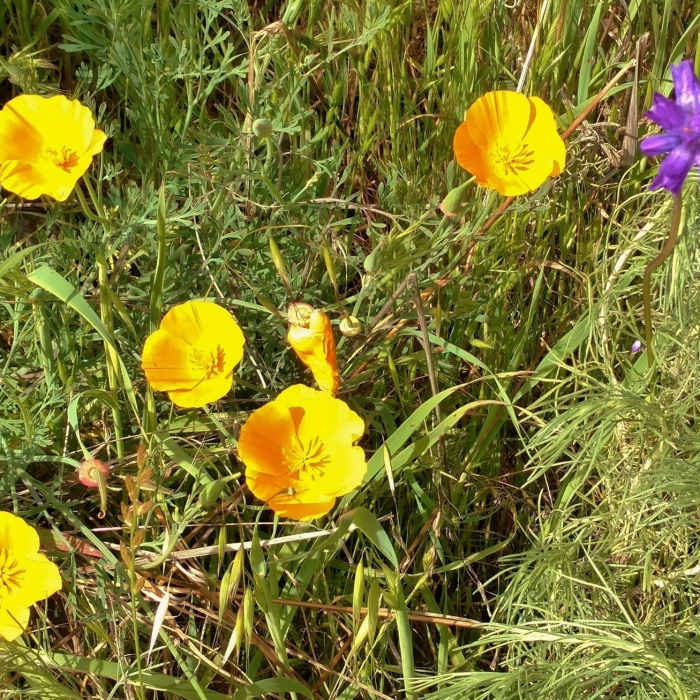 Near Hidden Springs Trail