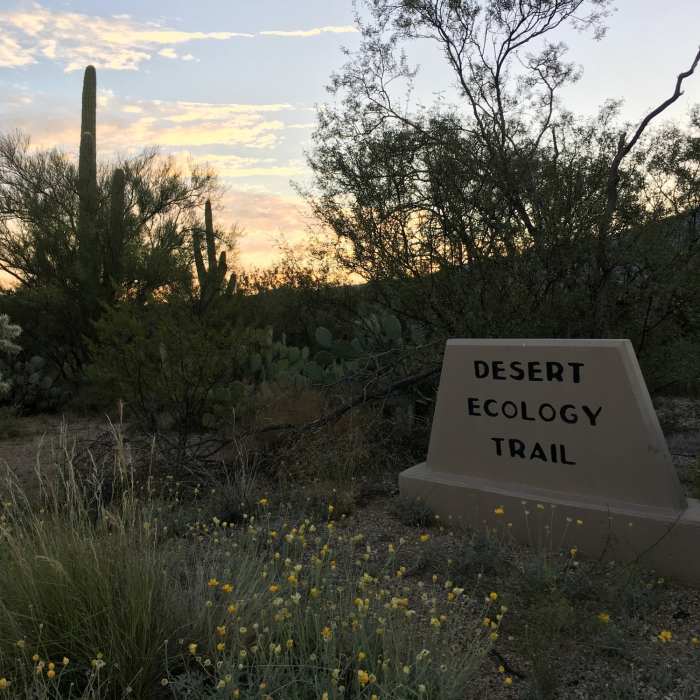 Near Javelina West Wash Trail