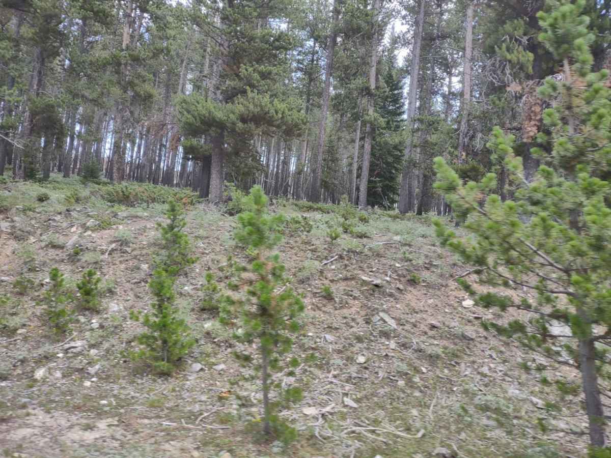 Kingsbury/Todd Cabin to Hazelton Road trail photo