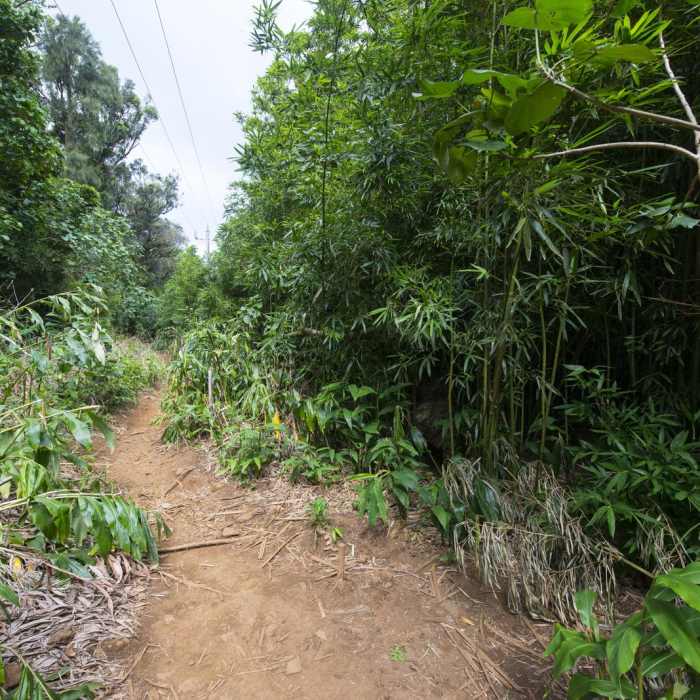 Near Lulumahu Falls Hike