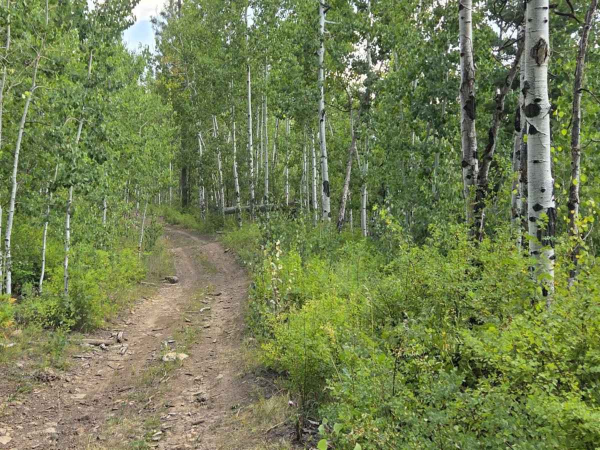First Notch Road - FS 620 trail photo