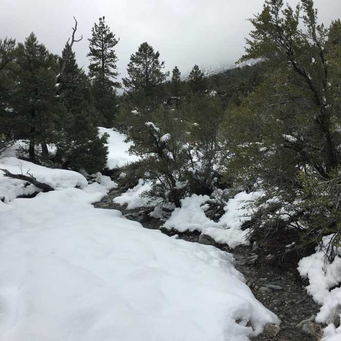 Near Fletcher Canyon Trail