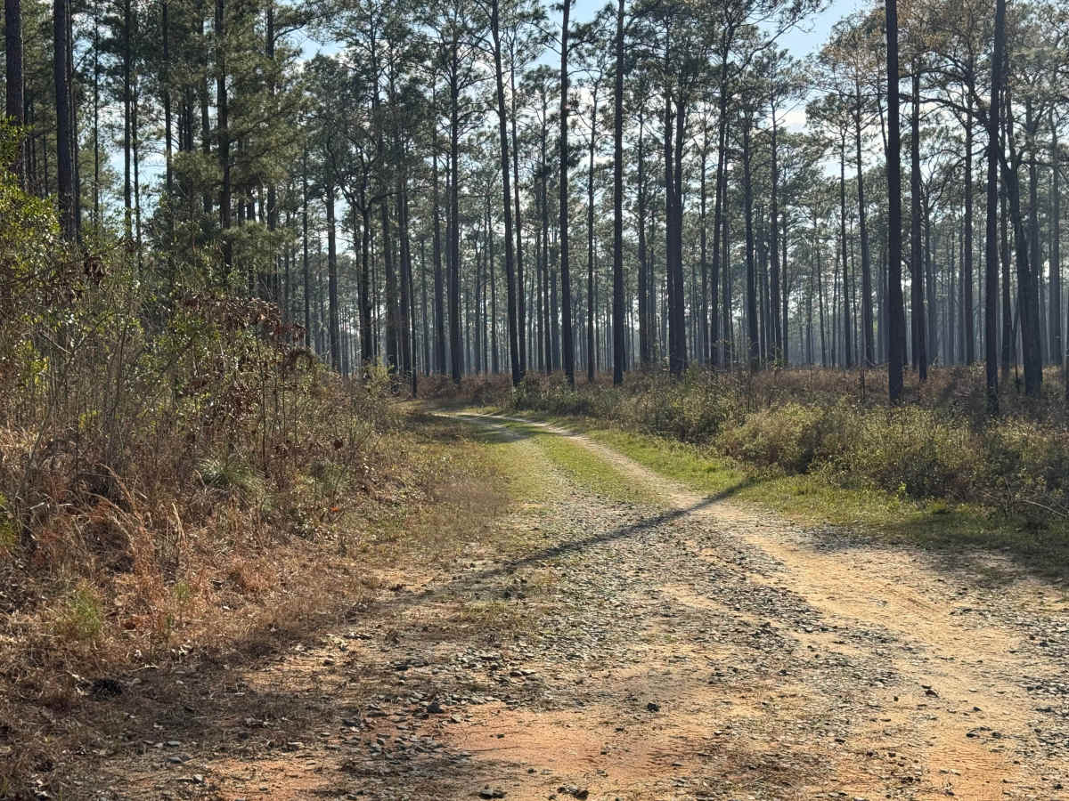 Star Pond Trail trail photo