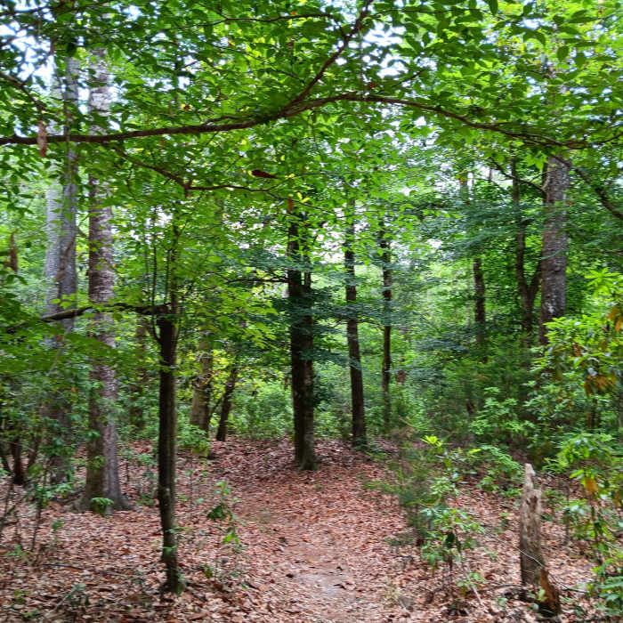 Dense growth Near Bethel bike trails