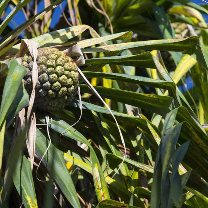 Near Kuloa Point Near Kuloa Point