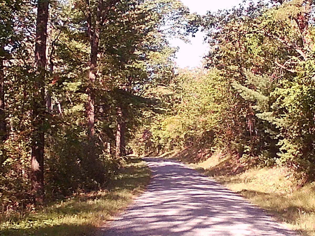 Timber Road trail photo