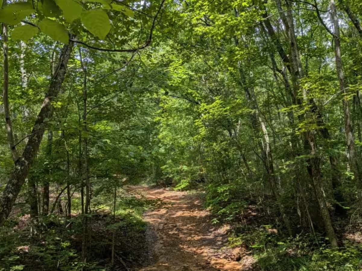 Inman Loop Road photo 6