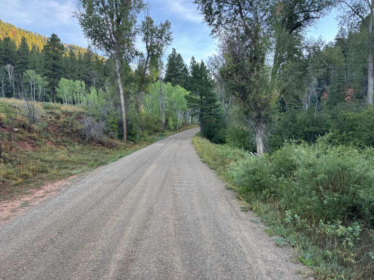 Taylor Creek Road trail photo