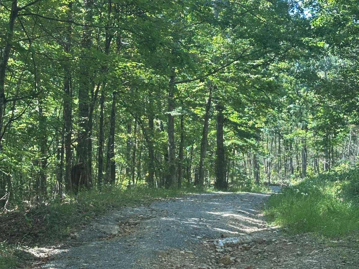 White Oak Flat photo 3