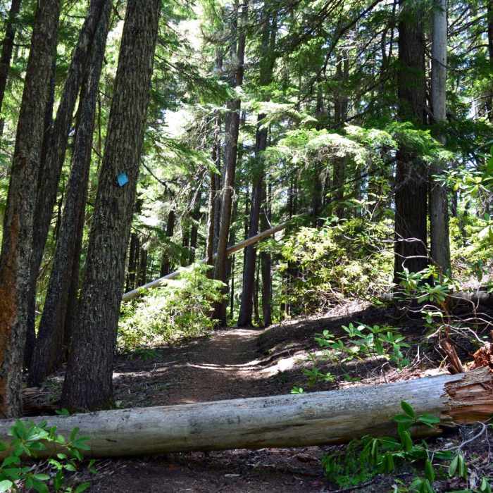 Near Diamond Creek Falls