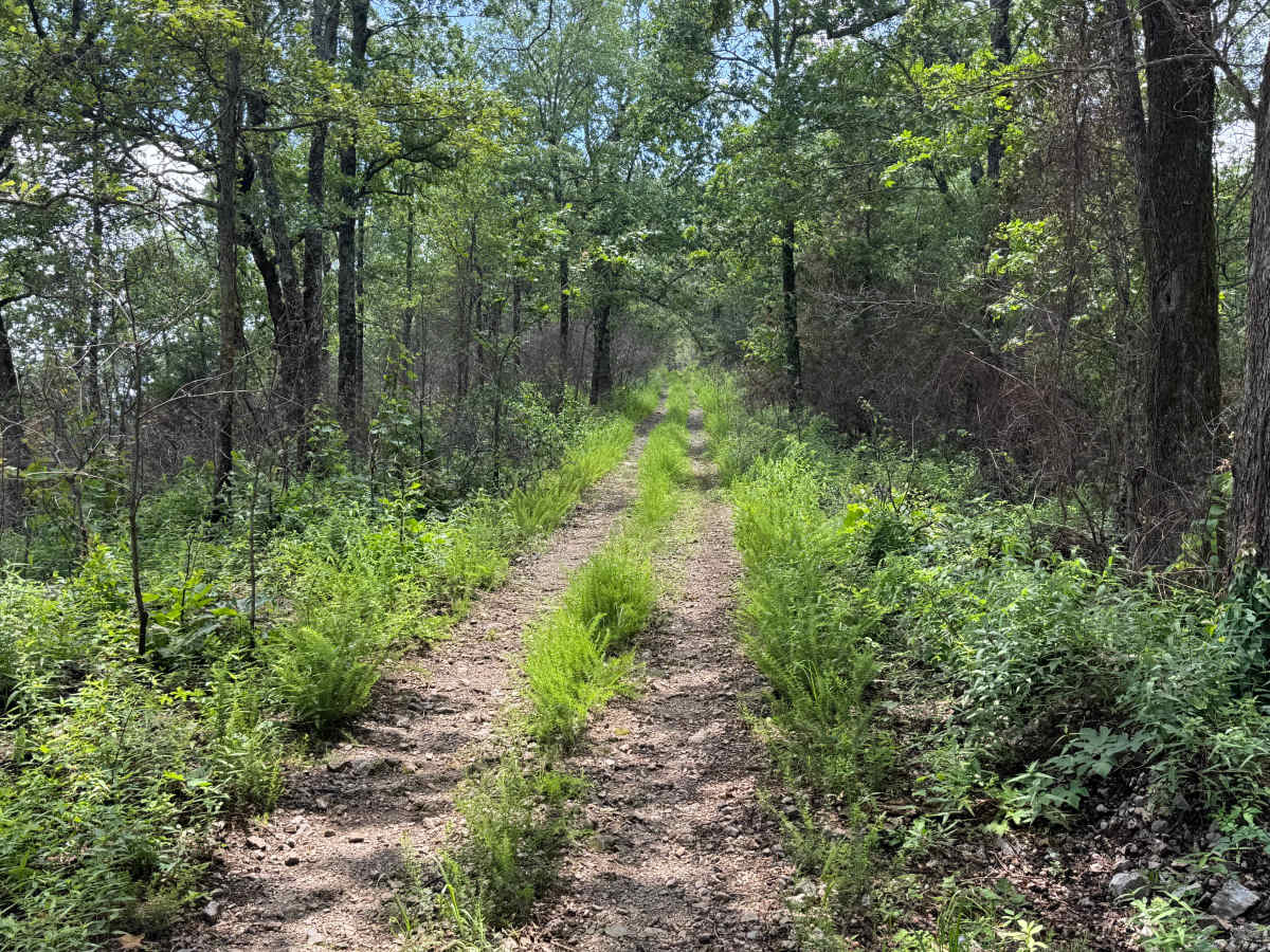 Gaston Mountain photo 4
