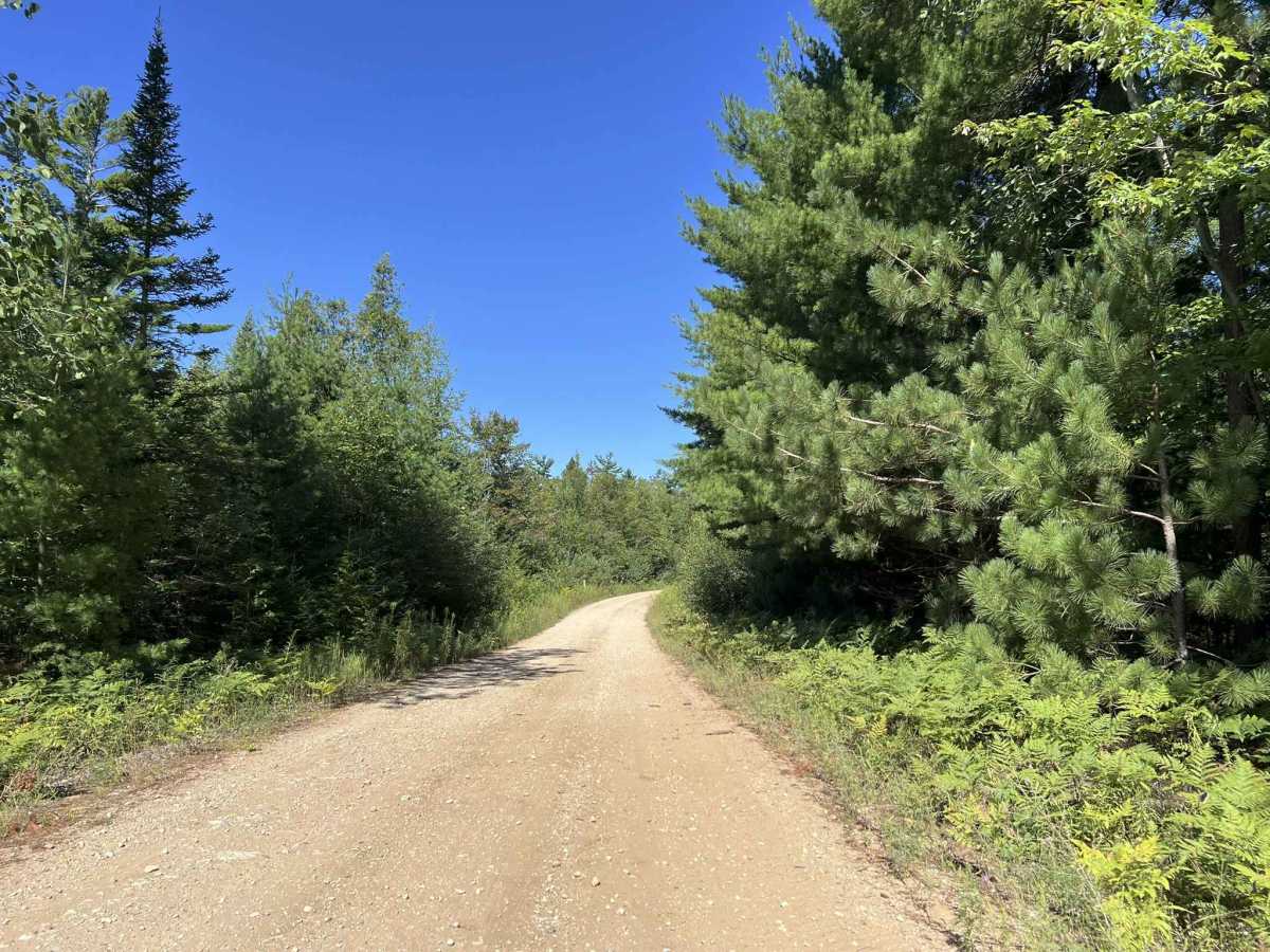 Fir - Forest Road 14570 photo 2