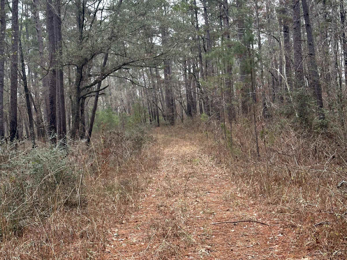 FS 208A trail photo