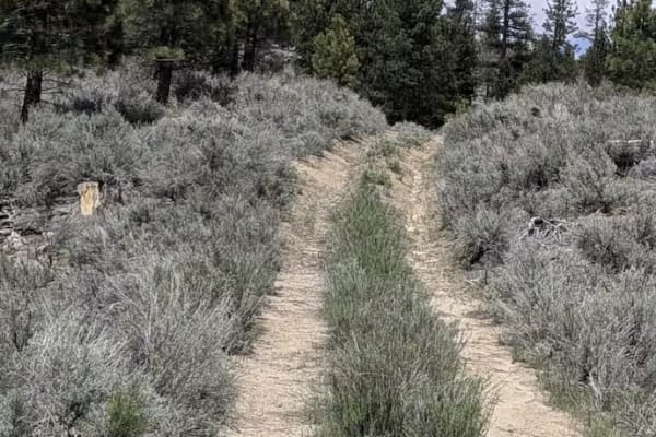 Taylor Creek - FS 24S43