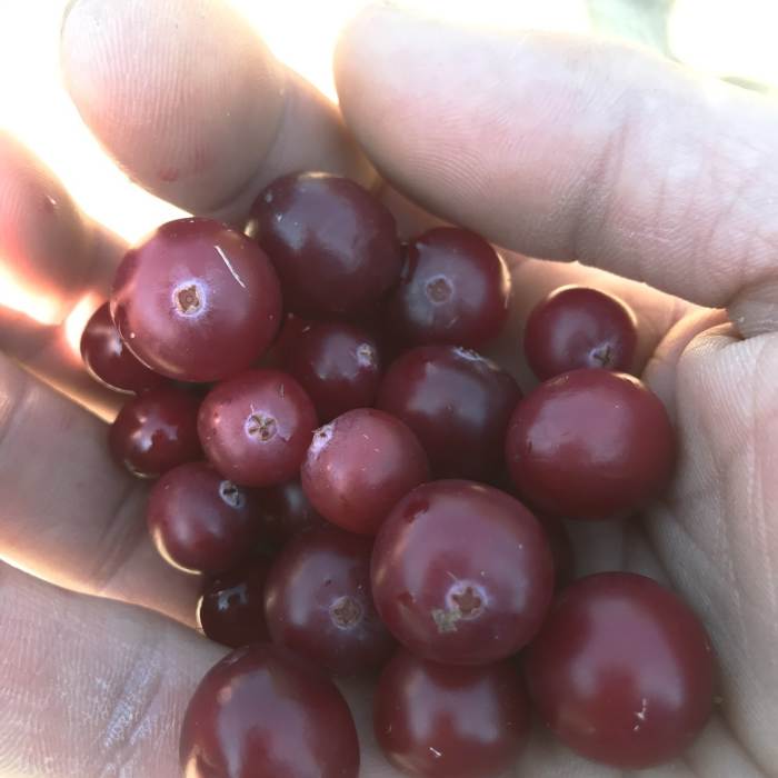 Near New England Trail/Metacomet-Monadnock Trail: MA Section 10