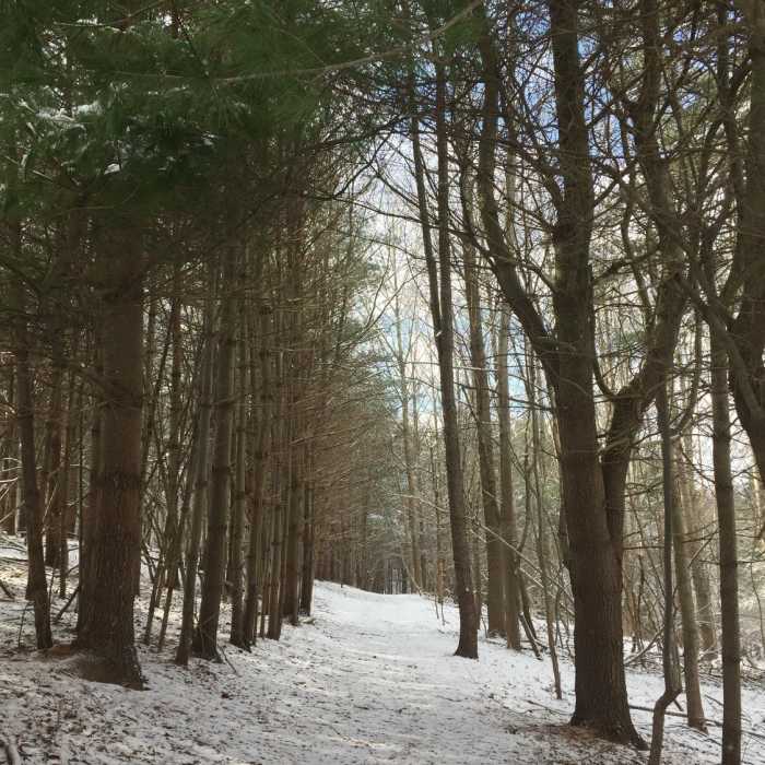 The trail through the woods after a light snowfall at Hildacy Farm Preserve. Near Red Loop