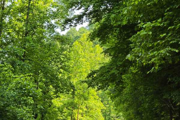 Stone Gap Road