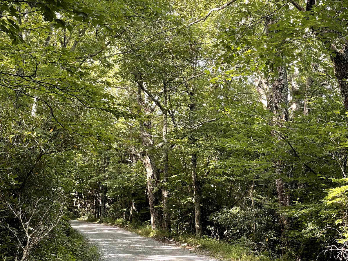 Carroll Gragg Road trail photo