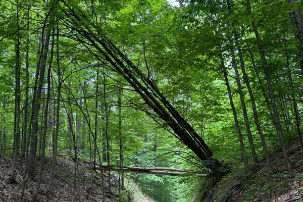 Townline Trail