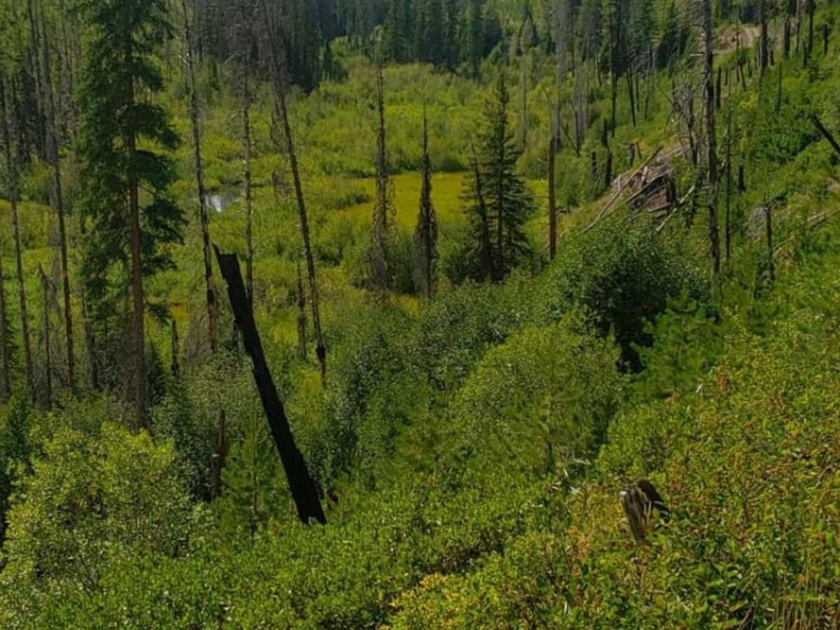 Jocko Canyon trail photo
