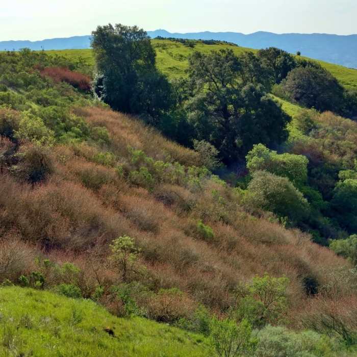 Spring brings greenery to the Coyote Peak Trail, with the Santa Cruz Mountains and Mt. Umunhum in the distance. Near Coyote Peak Trail