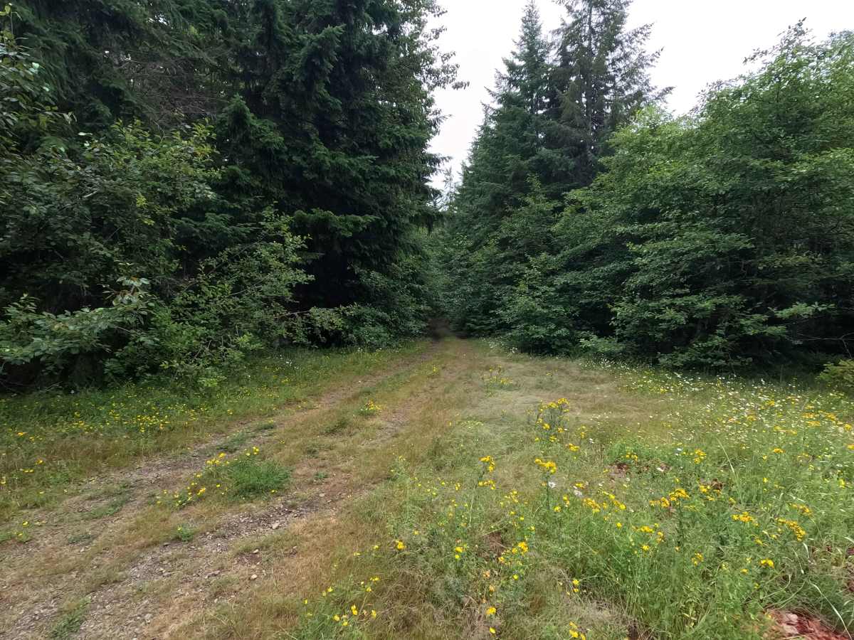 FS 2352400 trail photo