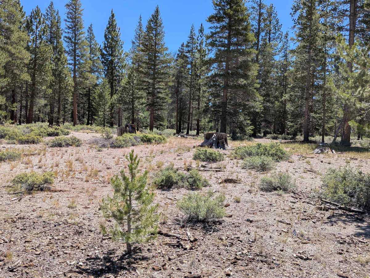 Forest Service Road 1S133 photo 6