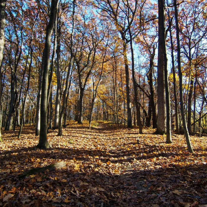 Near Illinois Canyon Trail